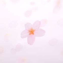 StickyLeaf_T-Cherry Blossom_White_M