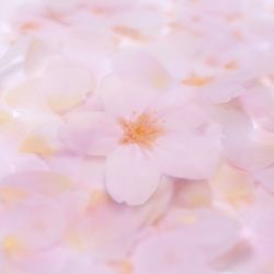 StickyLeaf_T-Cherry Blossom_Pink_M