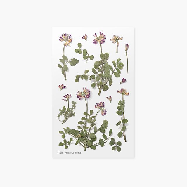 Press Flower Stickers_Astragalus sinicus
