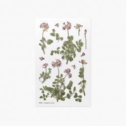 Press Flower Stickers_Astragalus sinicus