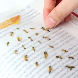 Nature Stickers_Honey bee