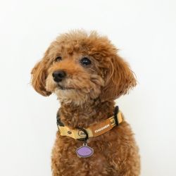 CHOONSIK Dog Collar 