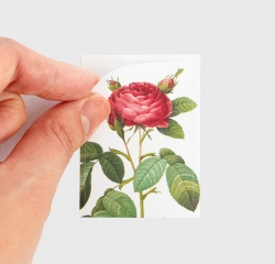 Sticker Pack - Rose