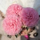 Carnation Ball Pencil for parents day