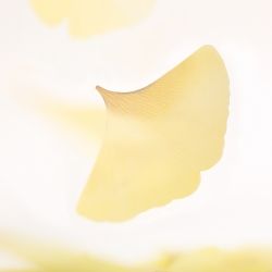 Sticky Leaf_Tracing Ginkgo(Yellow,S)