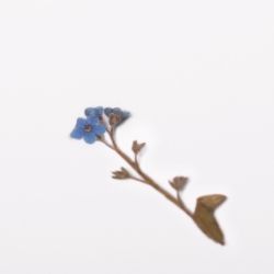 Press Flower Sticker_Forget me not