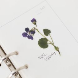 Press Flower Stickers_Manchurian violet