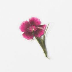 Press Flower Stickers_China pink 