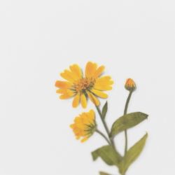 Press Flower Stickers_Calendula