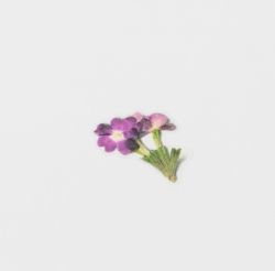 Press Flower Stickers_Verbena