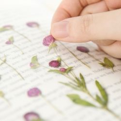 Press Flower Stickers_Globe amaranth