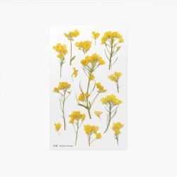 Press Flower Stickers_Rapeseed flower