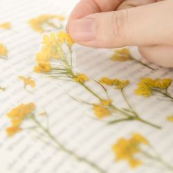 Press Flower Stickers_Rapeseed flower