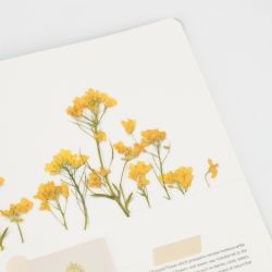 Press Flower Stickers_Rapeseed flower