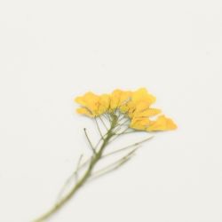 Press Flower Stickers_Rapeseed flower
