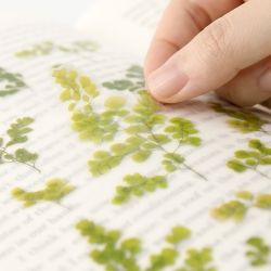 Press Flower Stickers_Adiantum