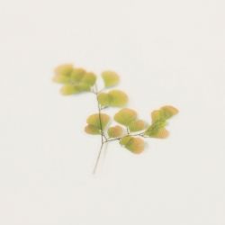 Press Flower Stickers_Adiantum