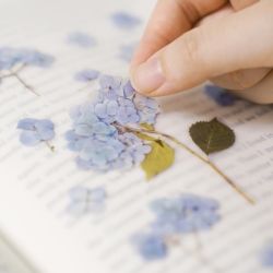 Press Flower Stickers_Bigleaf hydrangea