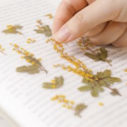 Press Flower Stickers_Mimosa