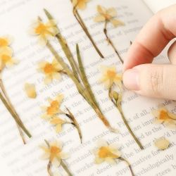 Press Flower Stickers_Narcisuss