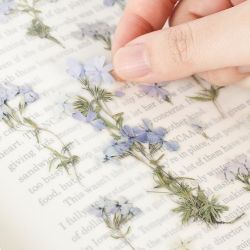 Press Flower Stickers_Moss phlox