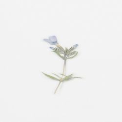 Press Flower Stickers_Moss phlox