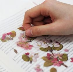 Press Flower Stickers_Apple blossom