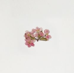 Press Flower Stickers_Apple blossom