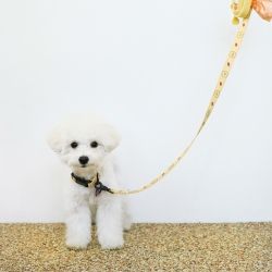 CHOONSIK Dog Collar 