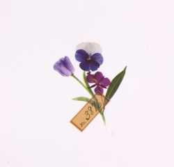 Rub-on Sticker_Botanical Purple