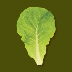 Ban8 Mart Organic Lettuce Memo-it
