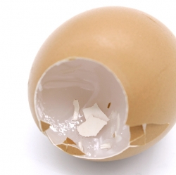 Real Egg Stress Ball (12pcs Set)