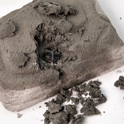 Random Insect Excavation Kit